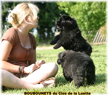 bouvier des flandres photo chiot - Elevage Clos Luette -  COPYRIGHT DEPOSE